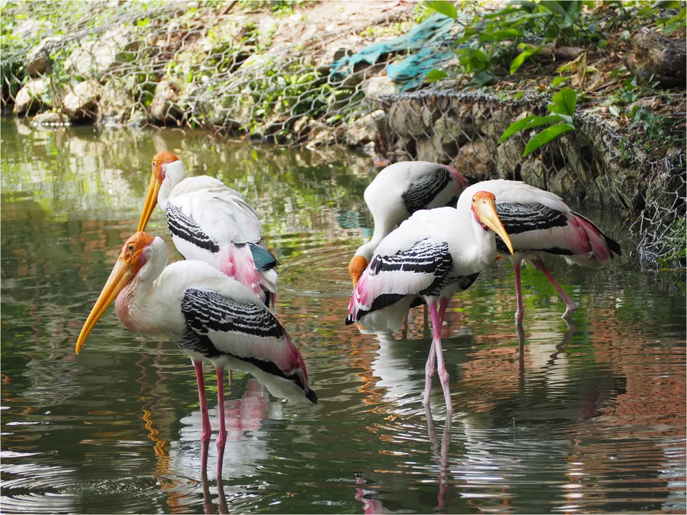 tripitinerary.asia Zoo Negara Bird Park googlemaps @Teoh Choon Hung