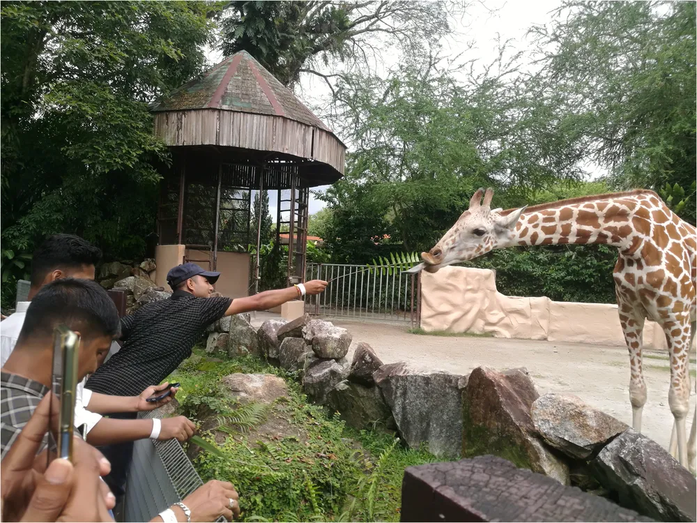 tripitinerary.asia Zoo Negara Feeding Interaction googlemaps @Mr Shibon